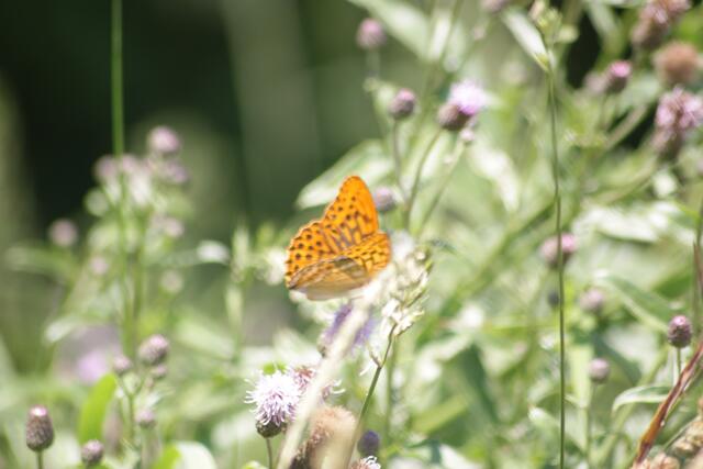 Kaisermantel · Argynnis paphia