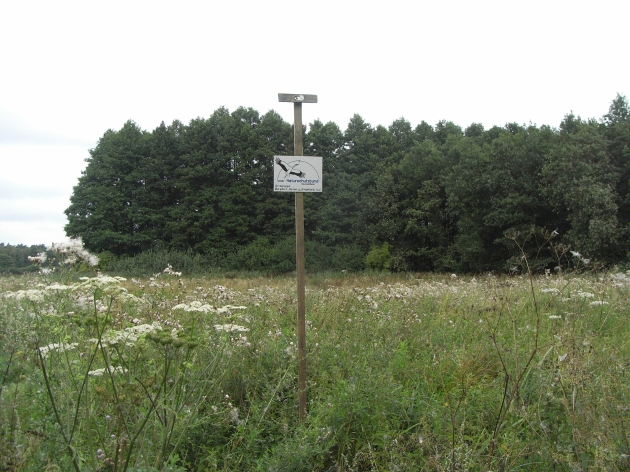Flora und Fauna am Teich im Engebruche