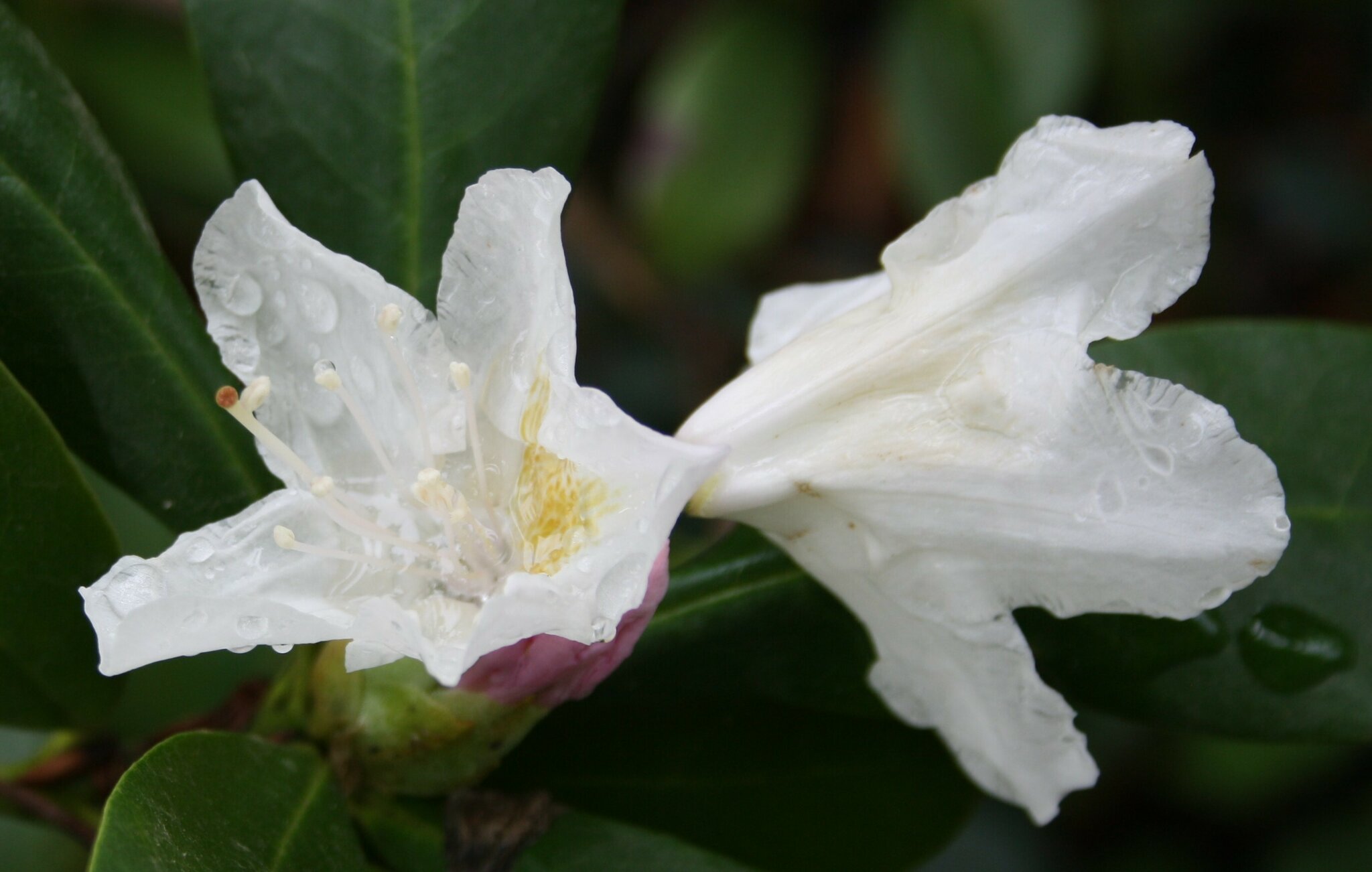 Rhododendron blht zum 2.Mal ........