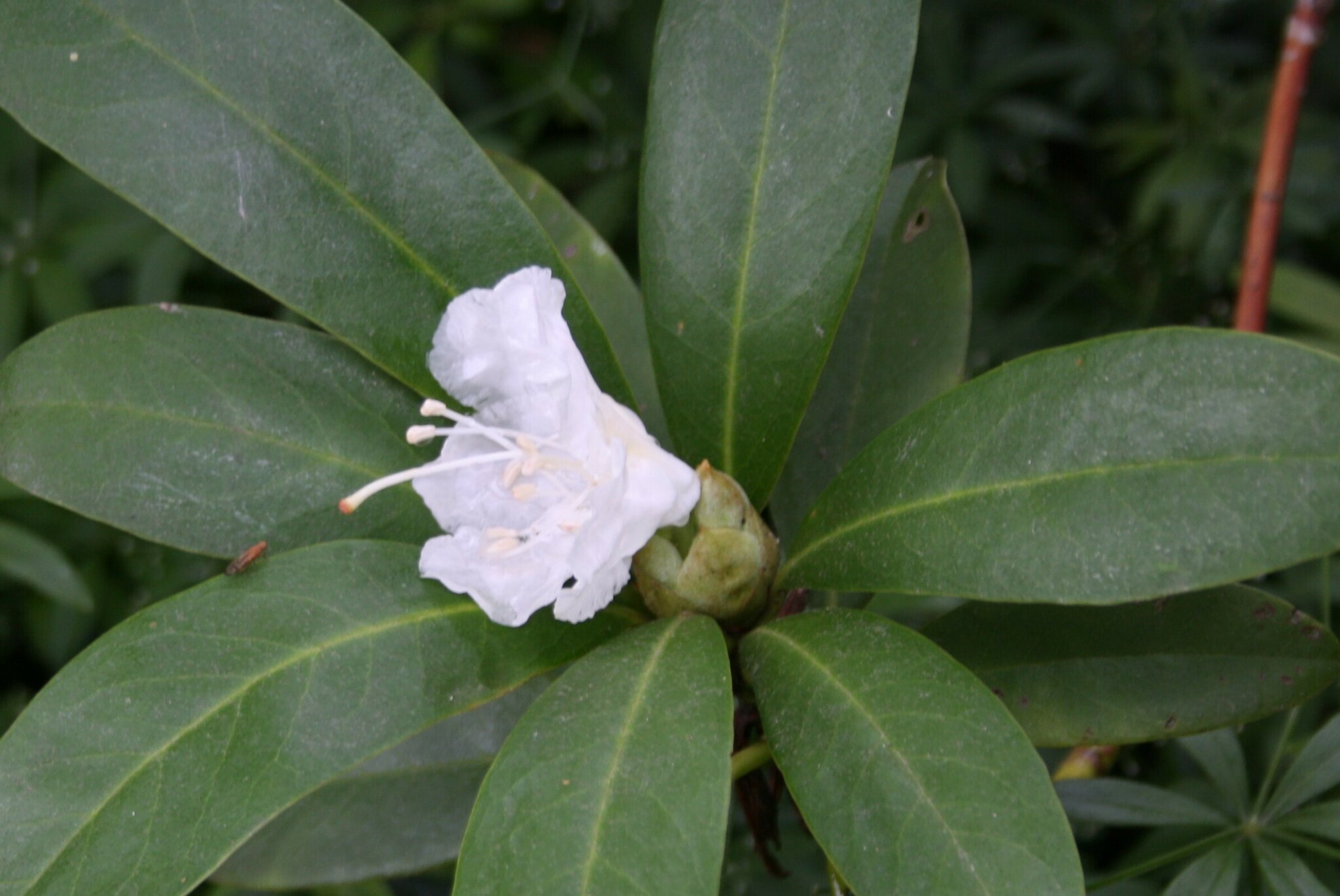 Rhododendron blht zum 2.Mal ........