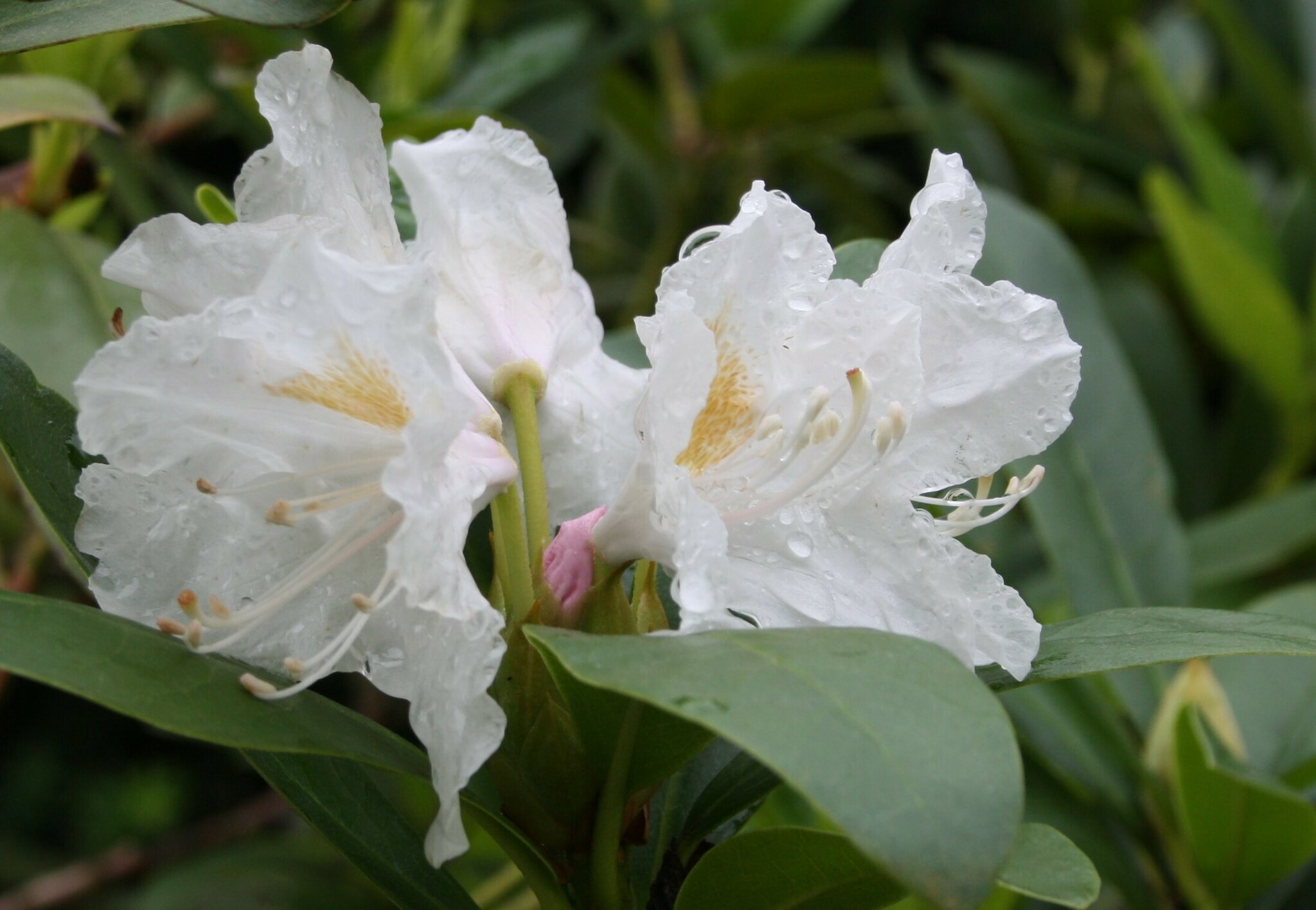Rhododendron blht zum 2.Mal ........