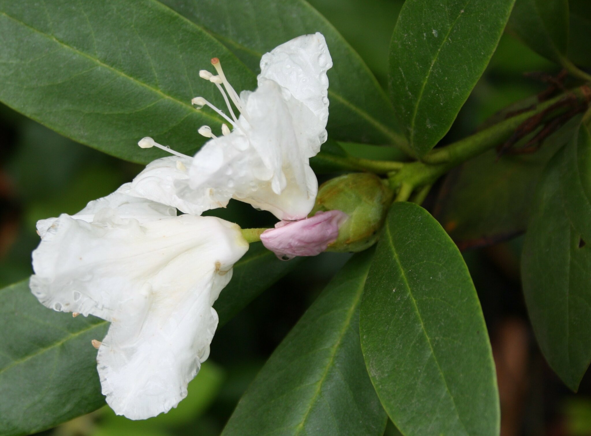 Rhododendron blht zum 2.Mal ........