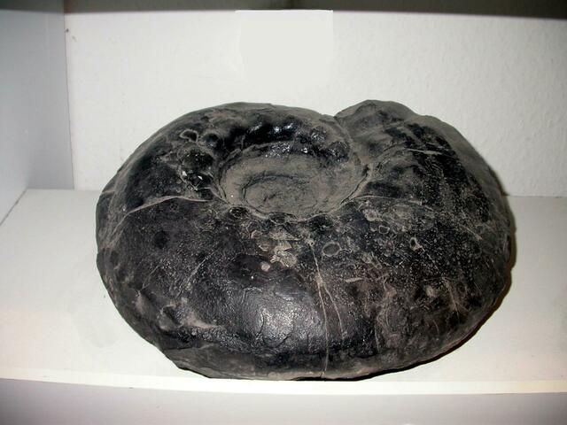 Ein großer Ammonit aus der geologischen Sammlung.