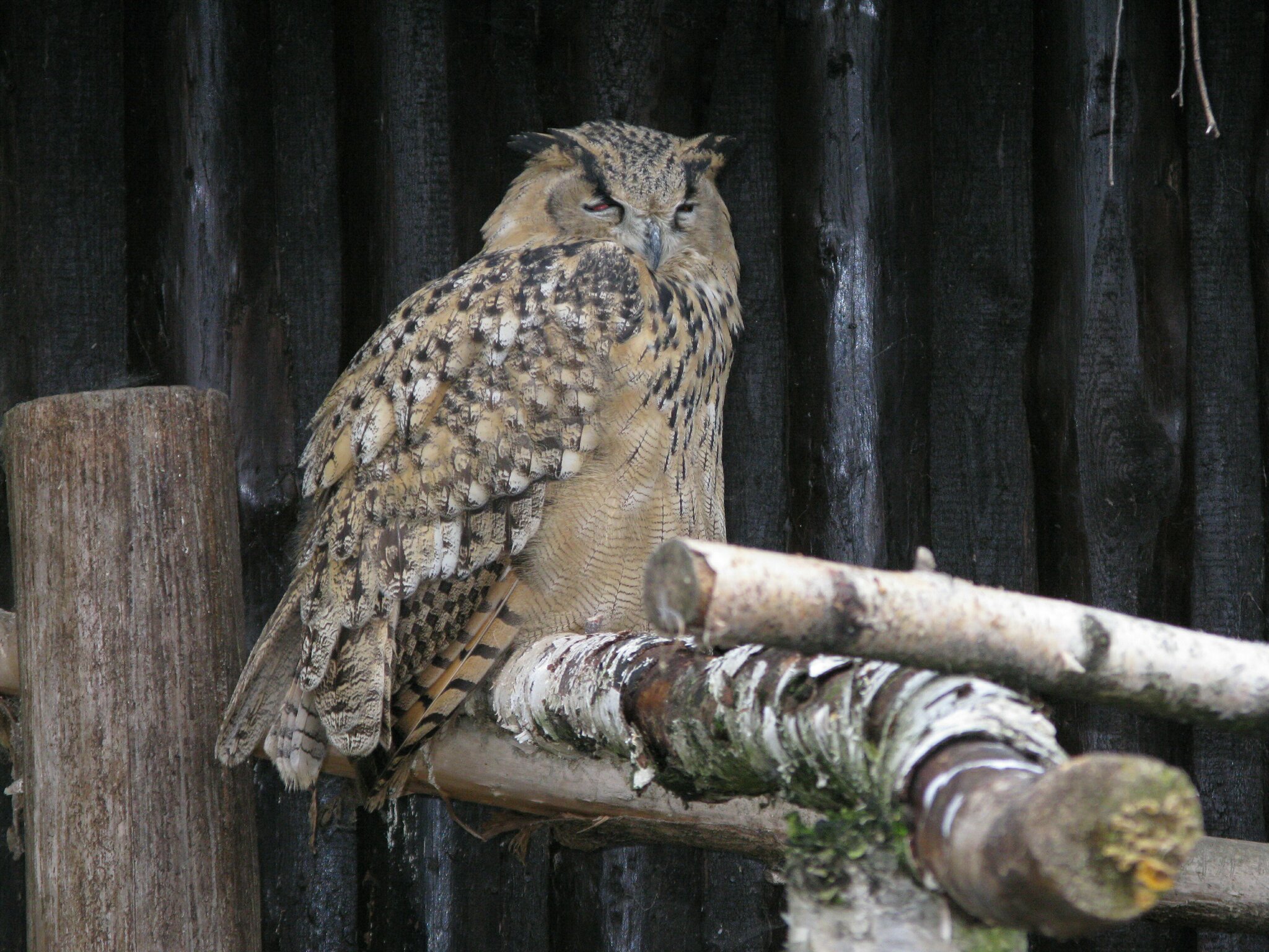 Ein Sch ner Tier Und Erlebnispark Ist Der Vogelpark Schotten ein-sch-ner-tier-und-erlebnispark-ist-der-vogelpark-schotten