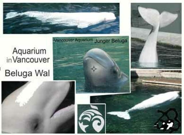 Beluga Wale in Vancouver Aquarium bei MyHeimat