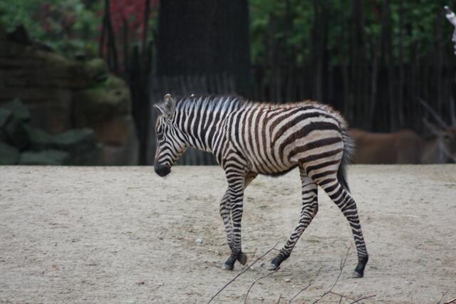 Zebrababy