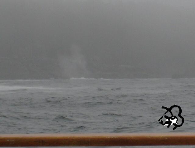 das Herzförmige Blas - Grauwal - Graywhale - rauhe Pazifikküste - Westküste Vancouver Island von Brigitte Obermaier