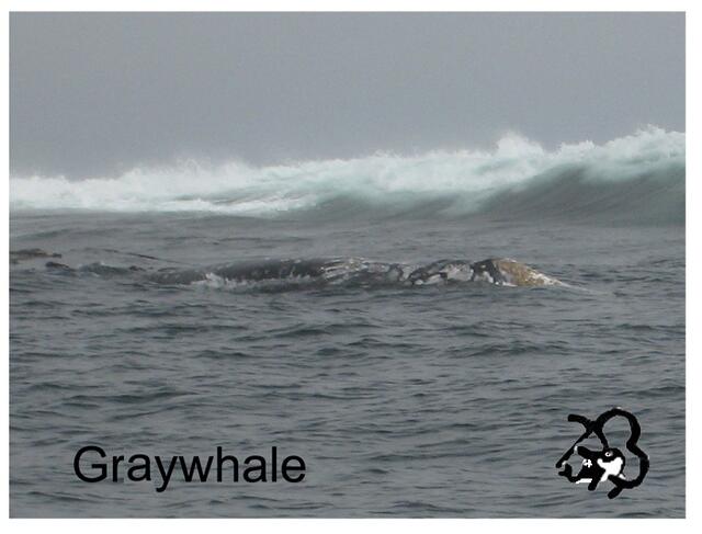 Grauwal - Graywhale - rauhe Pazifikküste - Westküste Vancouver Island von Brigitte Obermaier