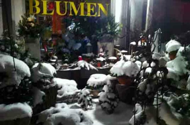 Bei meiner Freundin Waltraut verstecken sich am Neujahrstag die Blumen im Schnee.