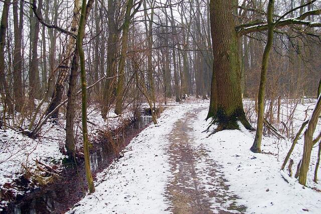 Waldweg Richtung Hülptingsen/Sorgensen
