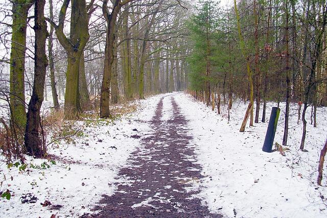 Waldweg Richtung Hülptingsen/Sorgensen. Grün am Wegesrand
