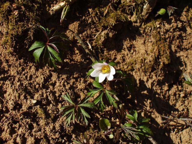 Buschwindröschen am 27.3.2011