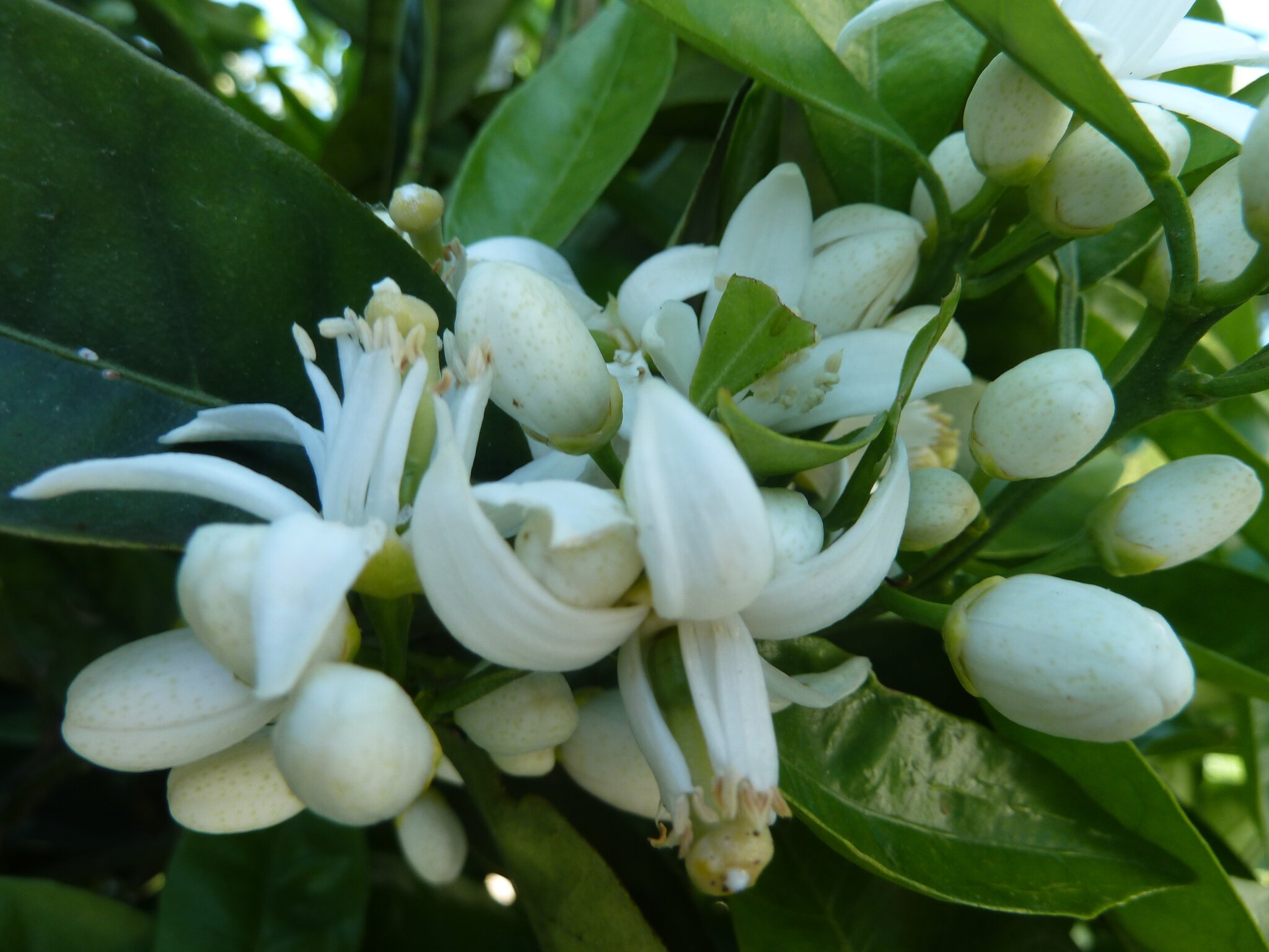 Es duftet nach Orangenblüten.