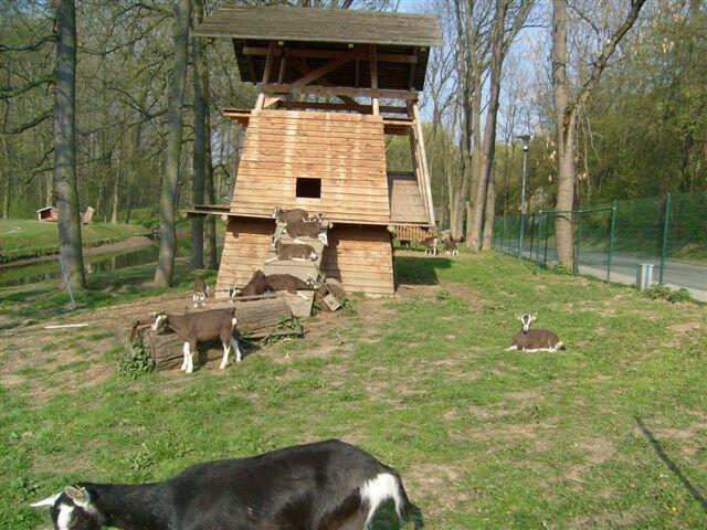 ein kleines Ziegengehe