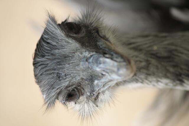 Was Guckst Du ?