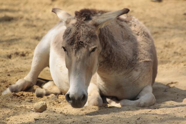 Onager (Wildesel)