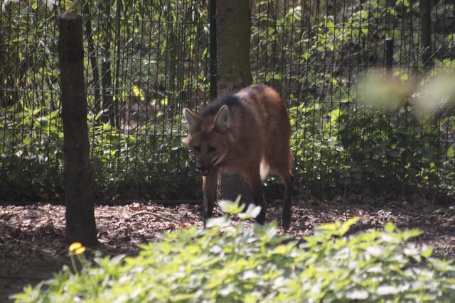 Mähnenwolf