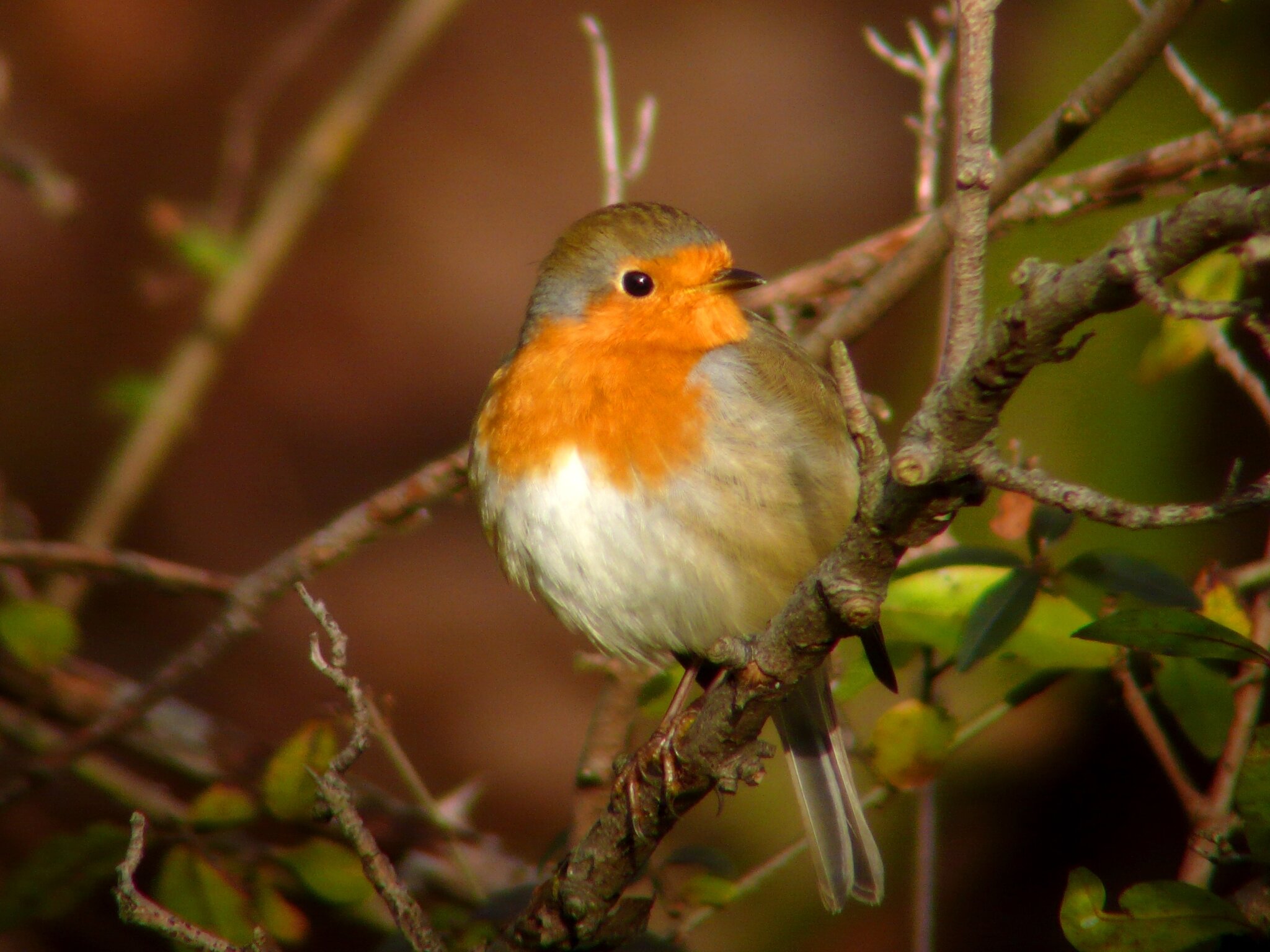 Stunde der Gartenvögel Machen Sie mit bei der großen NABU Vogelzählung!
