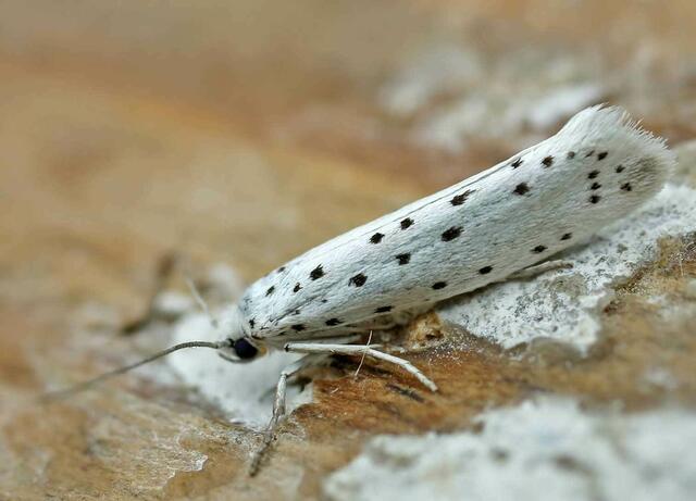 geschlüpter Schmetterling ....