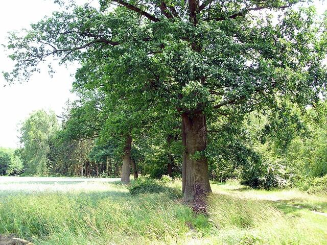 bei Steinwedel/Röddensen