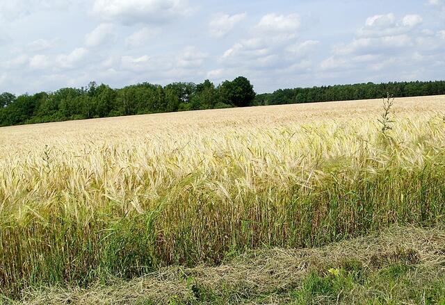 Von Röddensen nach Burgdorf