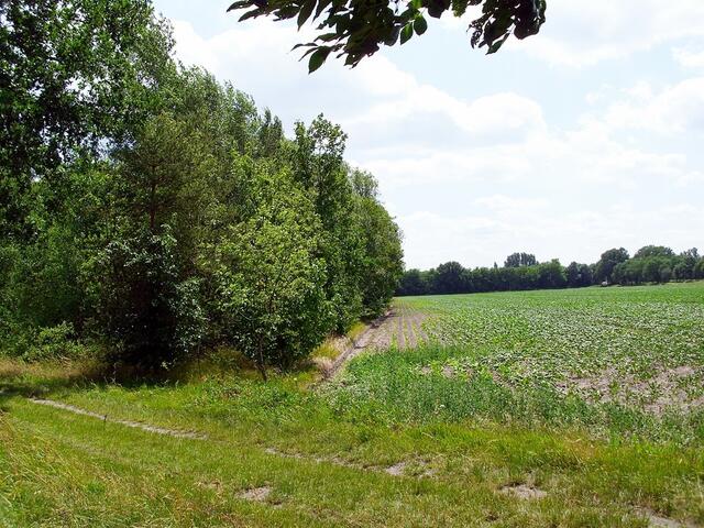 bei Steinwedel/Röddensen