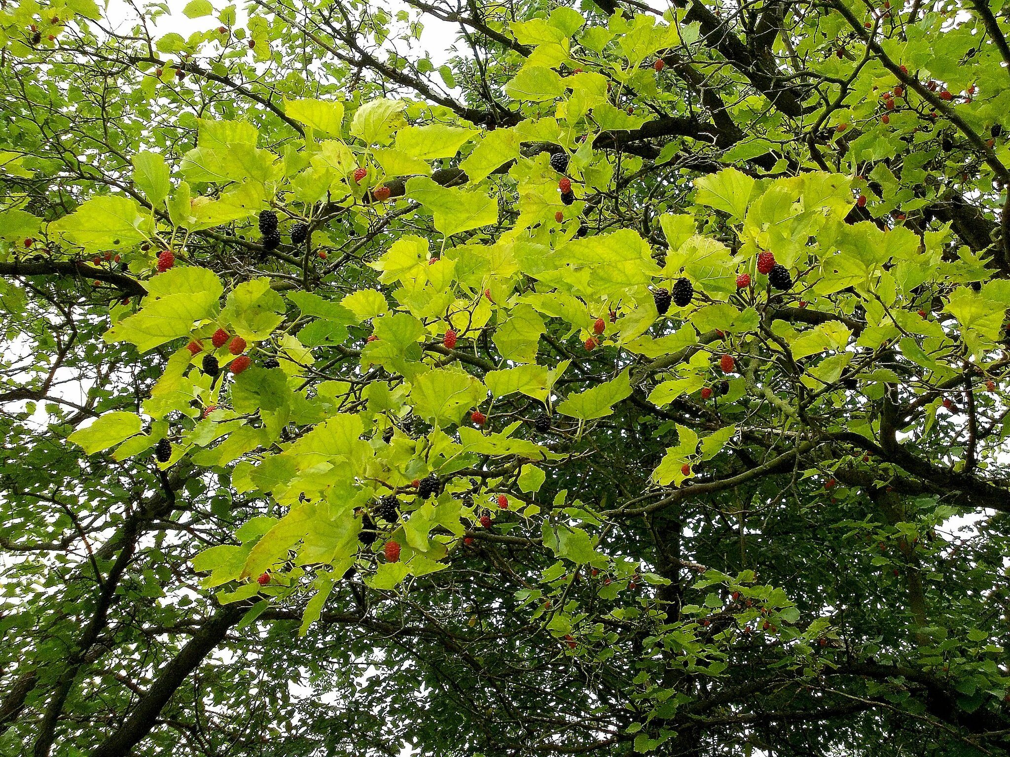Brombeere vom Baum oder wie heißt dieser Baum ? (Maulbeerbaum)