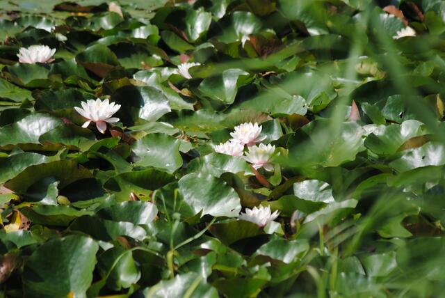 Eine wunderschöne Seeroseninsel in voller Blüte