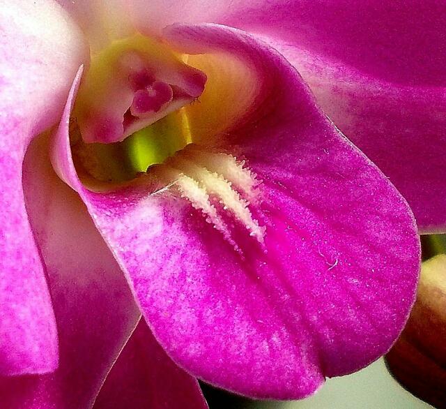 Orchidee   .... ?