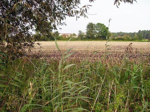 Zwischen Steinwedel und Burgdorf