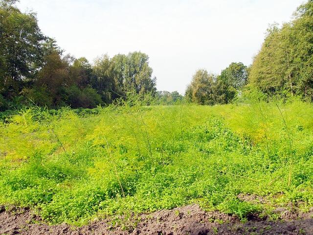Bei Steinwedel