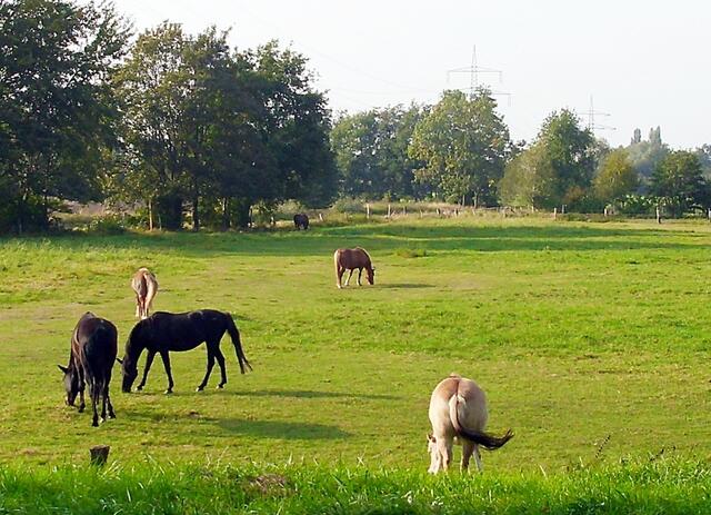 Bei Steinwedel
