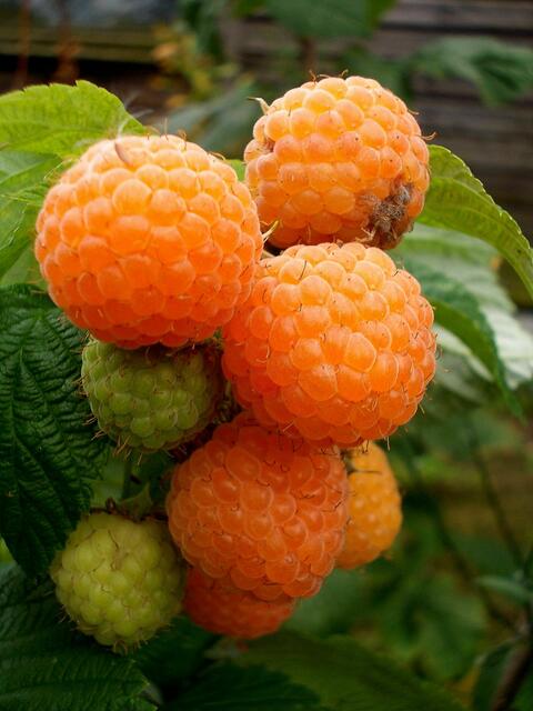 Himbeere Golden Queen ....