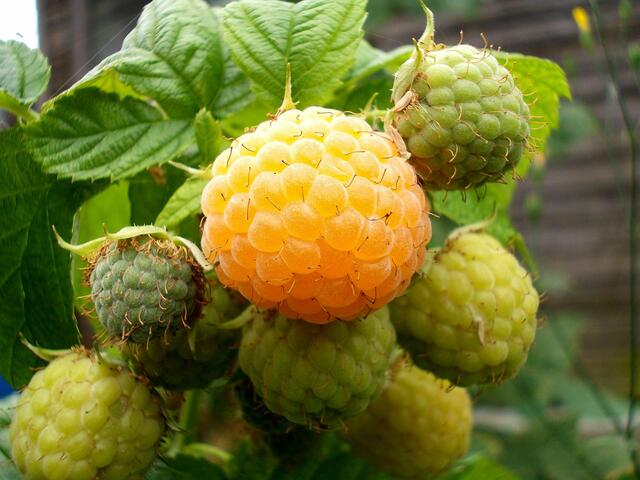 Himbeere Golden Queen