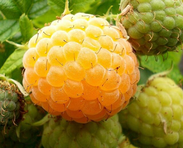 Himbeere Golden Queen