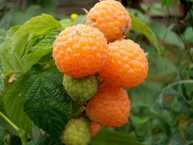 Himbeere Golden Queen