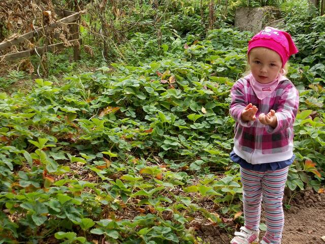 .... auch Erdbeeren gibt es noch !