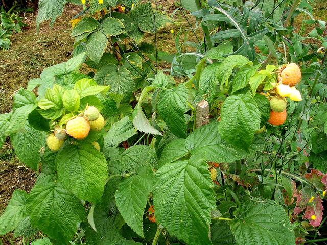 Himbeere Golden Queen am Strauch