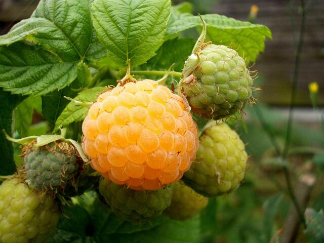 Himbeere Golden Queen