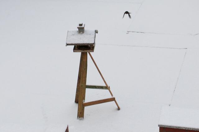...... hier eine Amsel im Anflug am 3.2.12  ........