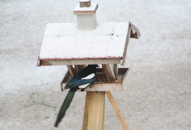 am 27.1.12 war ein ganz leichter Schneefall ......