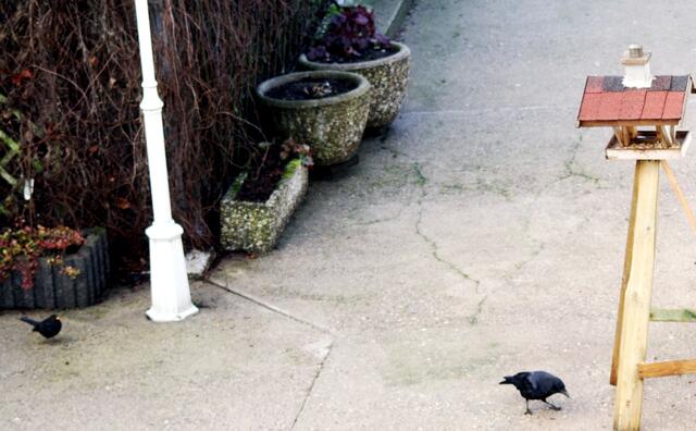 ....... auch die Amsel hält Abstand zur Krähe.