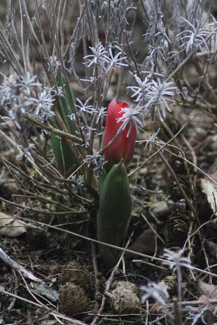 Vom Lavendel beschützt