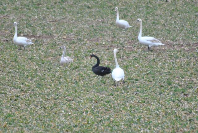 Da steht er, der schwarze Schwan. Etwas kleiner als seine Artgenossen, aber eindeutig ein Schwan.