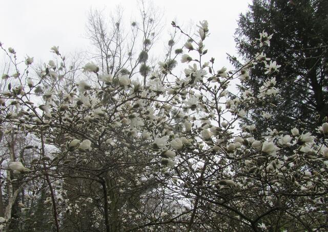 Sternmagnolie