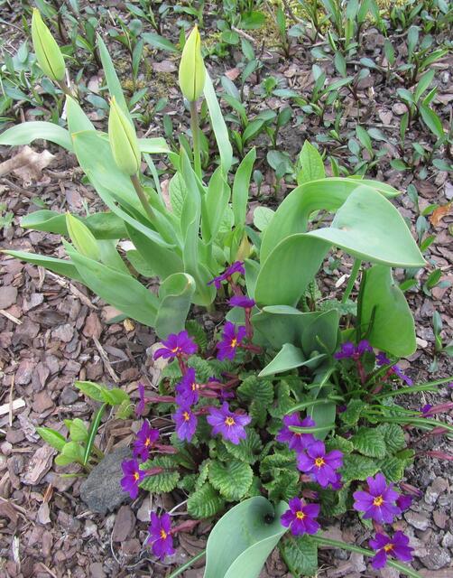 Primeln u.Tulpen