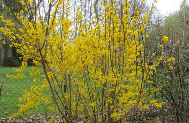 Forsythien