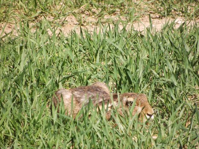 Er sucht schon nach Verstecken.