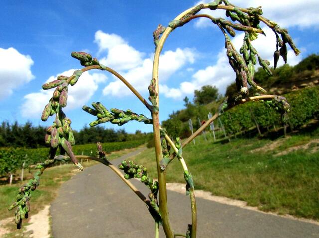 Auf dem Weg in die Weinberge ......