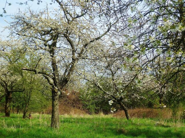 Kirschblüte am 20.4.2012 in der Stadtplantage Nebra !